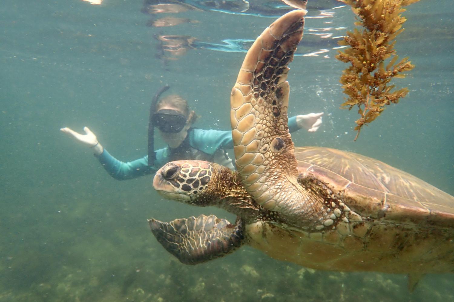 一名<a href='http://lq.mokmingsky.com'>bv伟德ios下载</a>学生在Galápagos群岛游学途中与一只巨龟游泳.